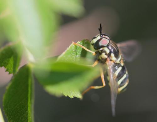 Réf. 302 287 : Chrysotoxum elegans